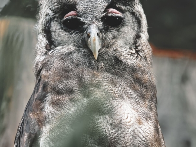 Verreaux' oehoe - De Zonnegloed - Dierenpark - Dieren opvangcentrum - Sanctuary